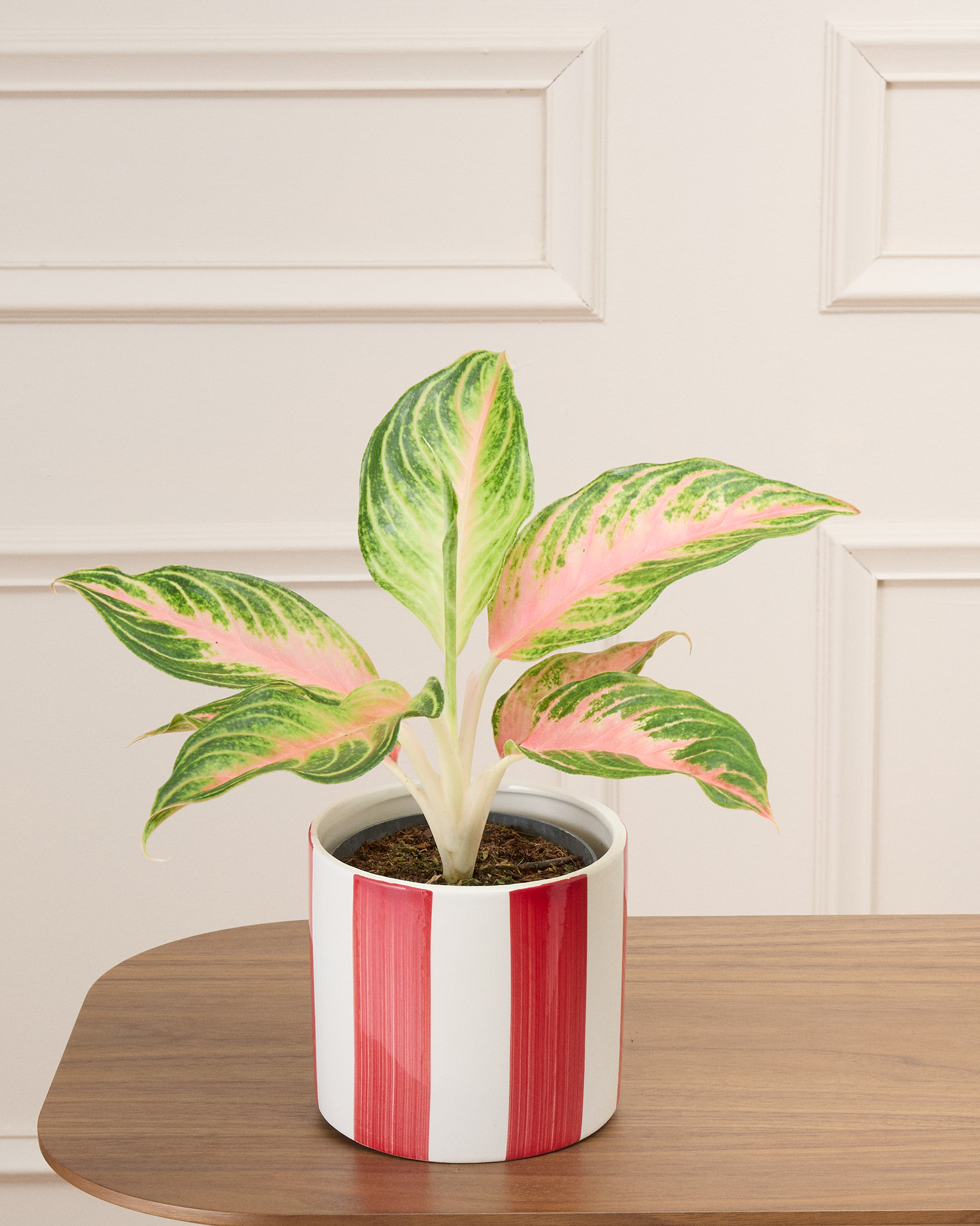 Aglaé et son cache-pot rayé rouge - Aglaonema