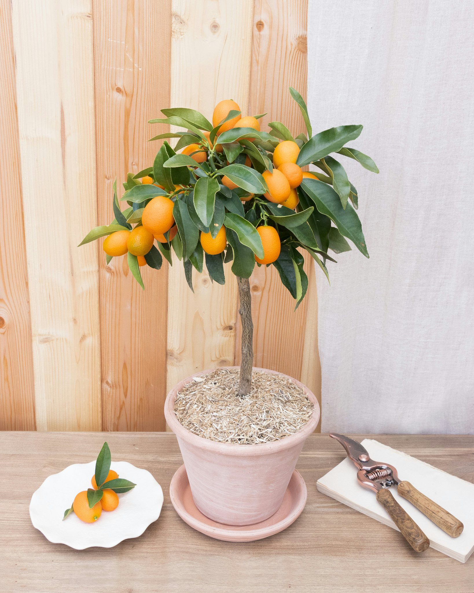 Le Kumquat dans son pot en terre cuite