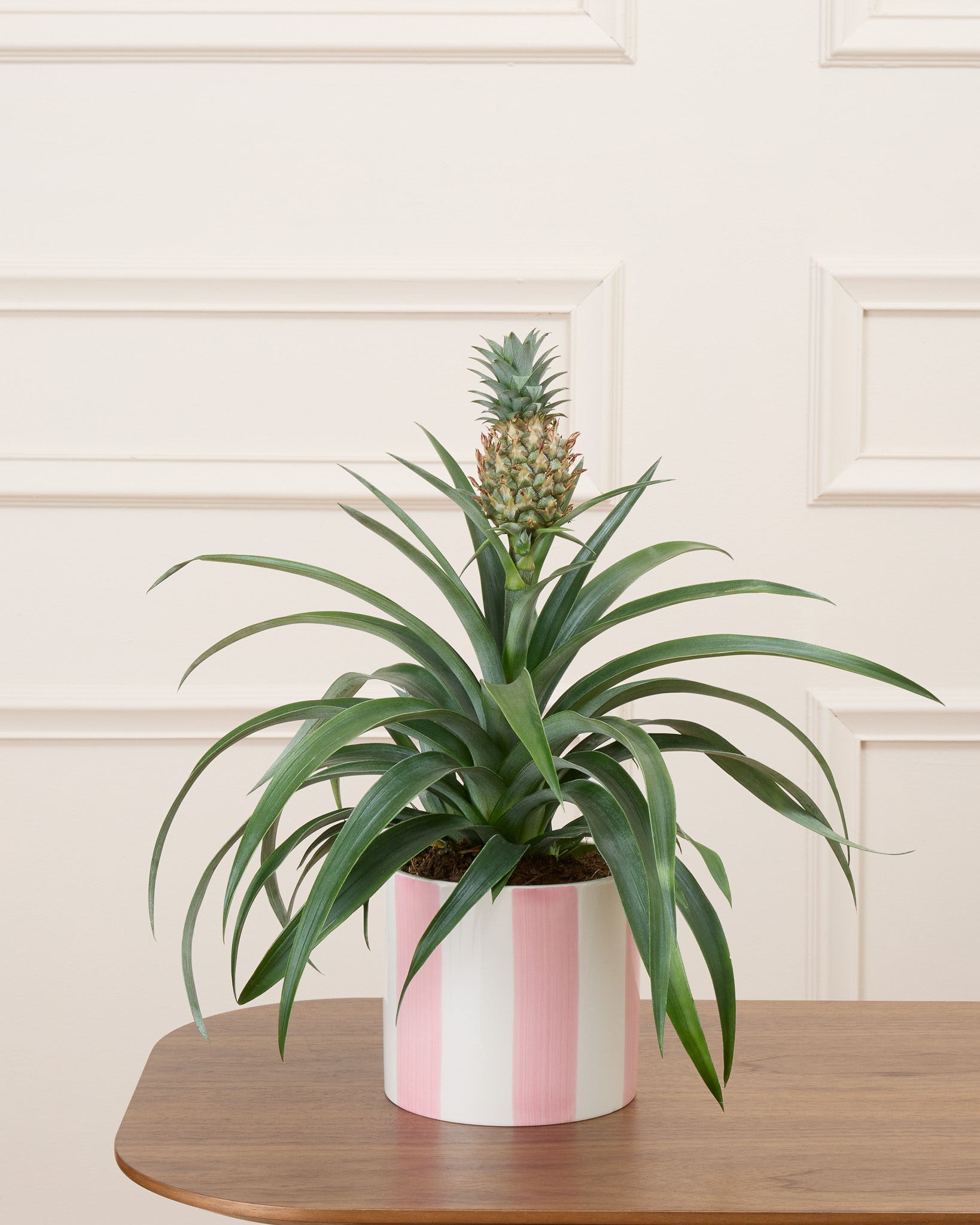 Anne et son cache-pot rayé rose - Ananas