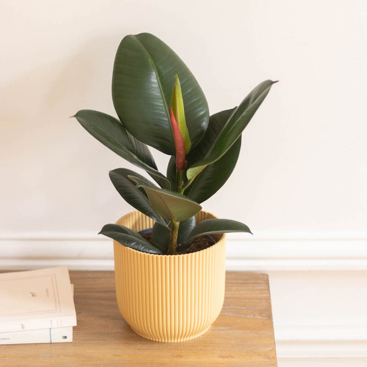 ficus-elastica-pot