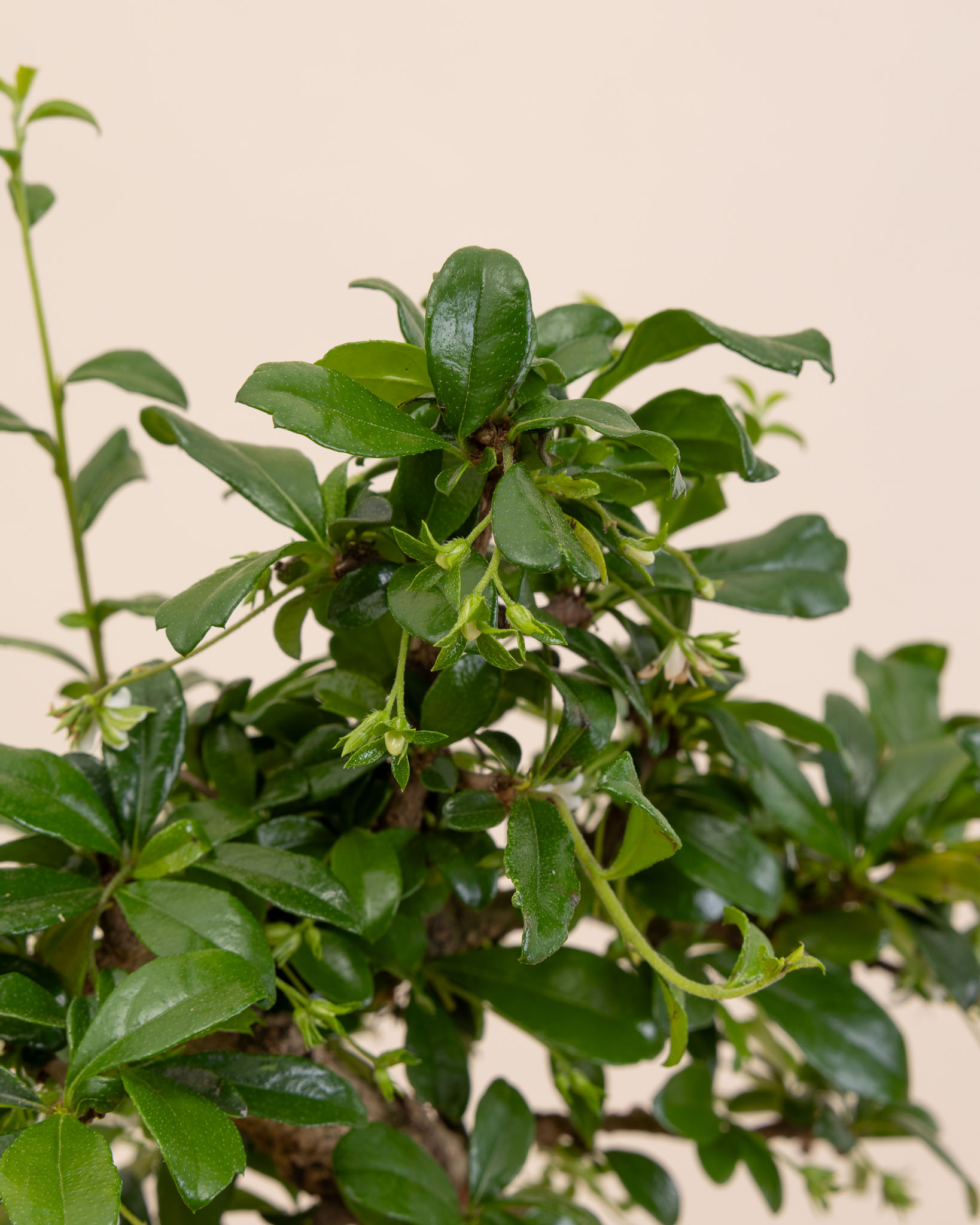 Zoom sur Zack - Bonsaï (carmona microphylla)