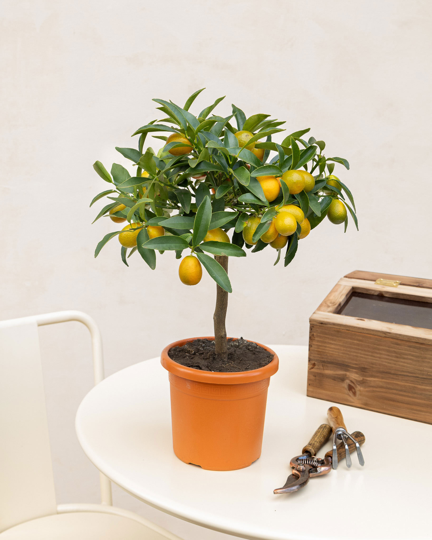 Giulia seule - Kumquat