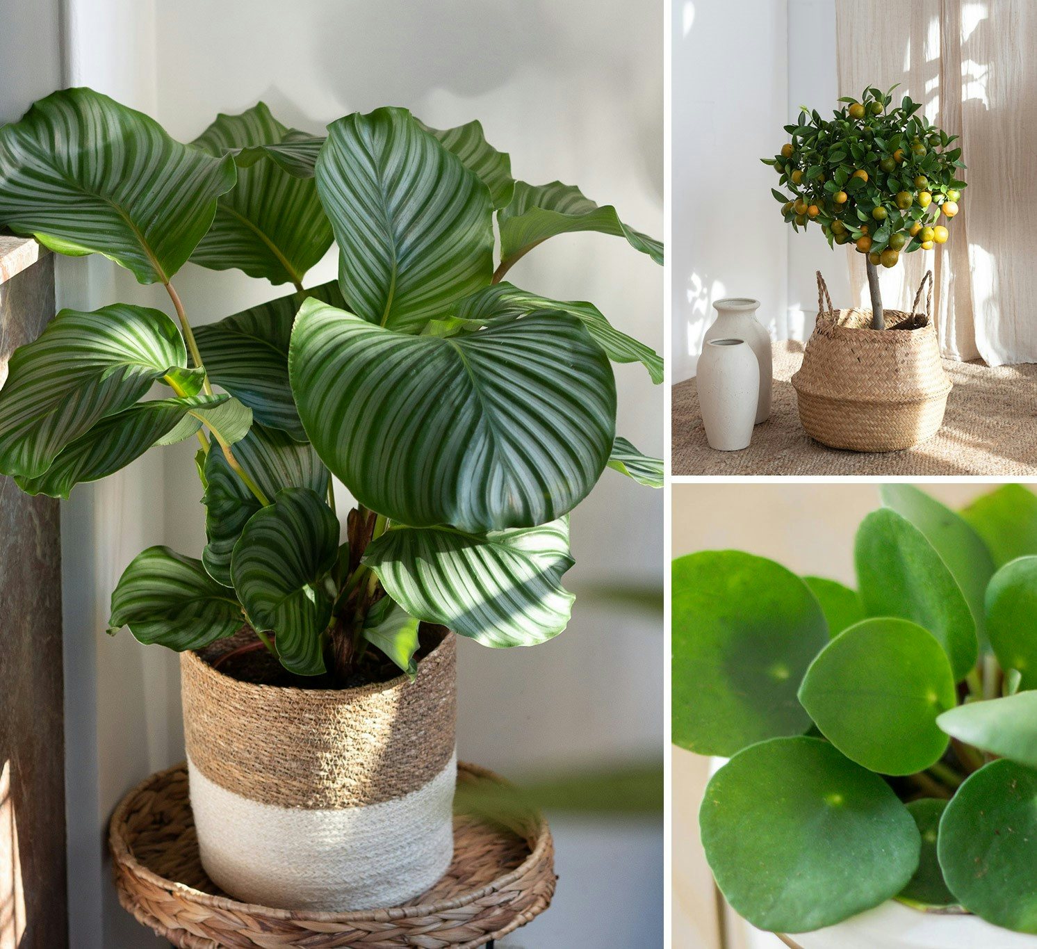 Plantes d'intérieur : 5 plantes vertes faciles à entretenir !