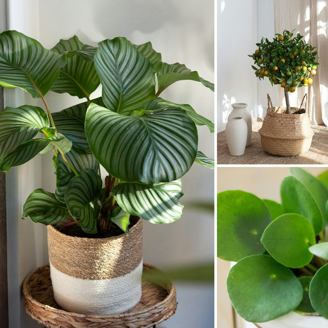 10 plantes d'intérieur faciles d'entretien - Les variétés les plus  increvables