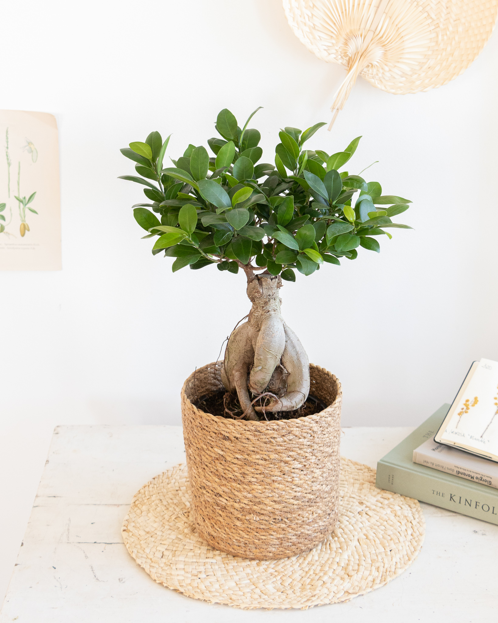 Ficus ginseng Nos conseils d’entretien
