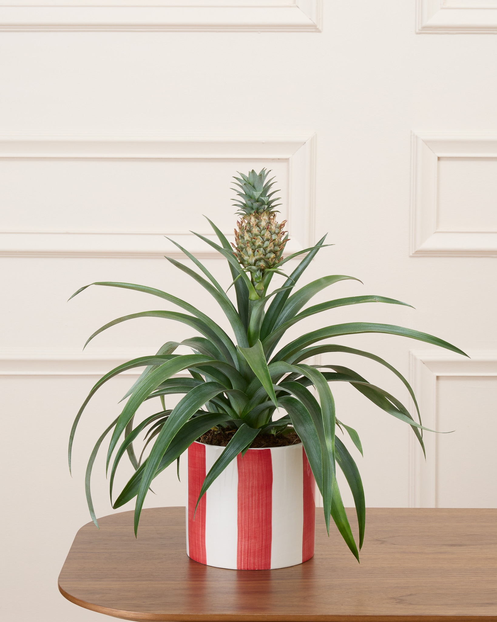 Anne et son cache-pot rayé rouge - Ananas