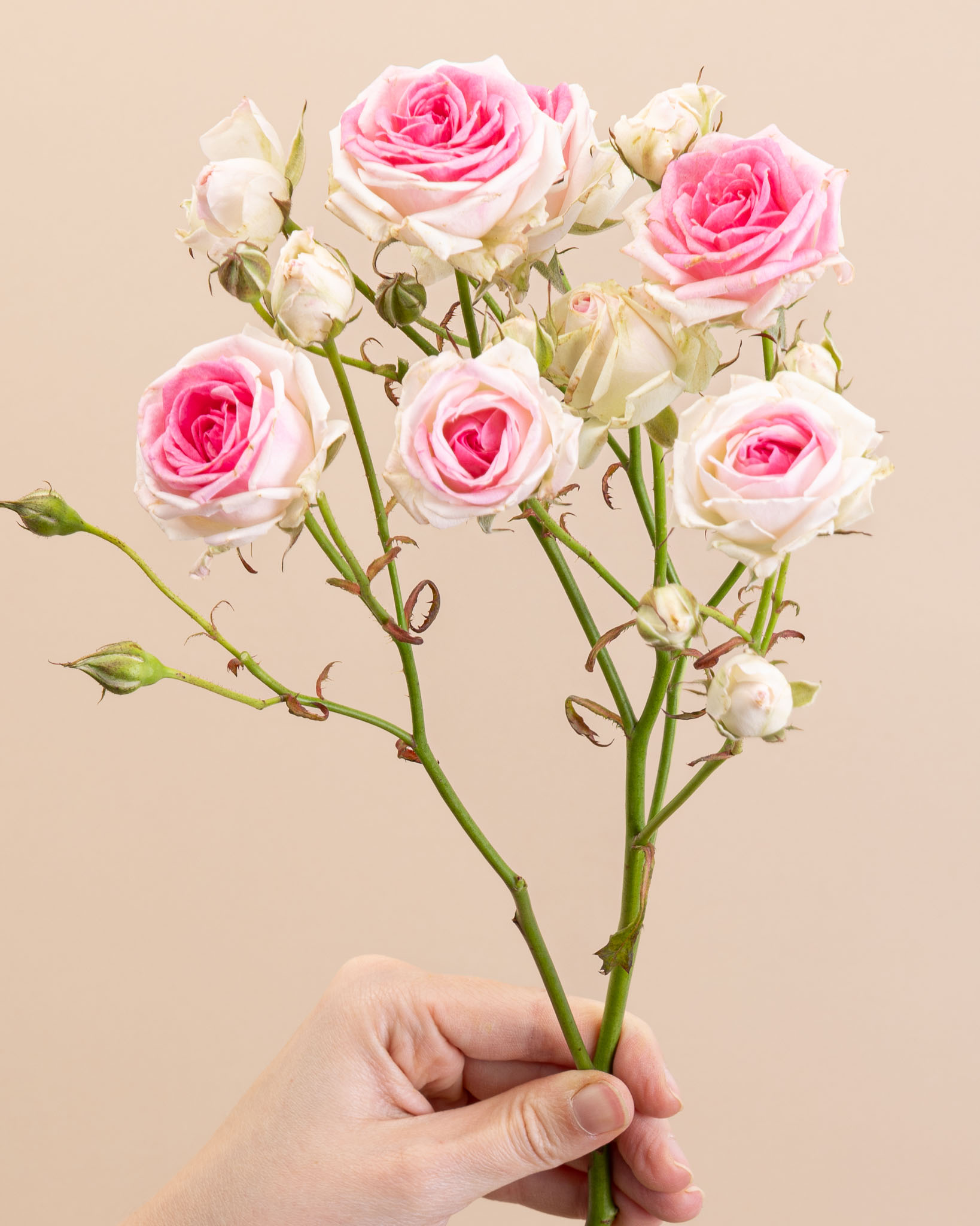 Rose branchue rose et blanc