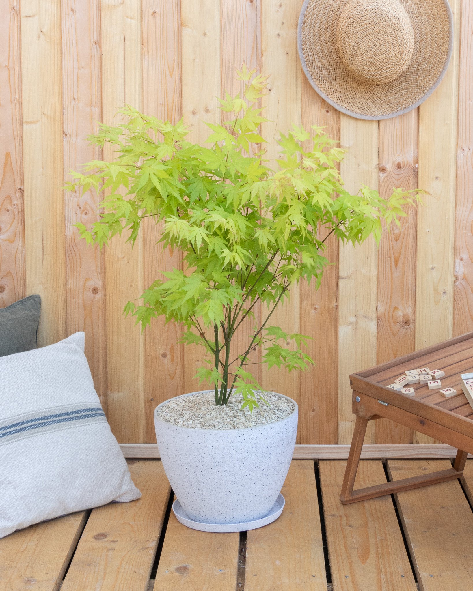 Érable du Japon Hana