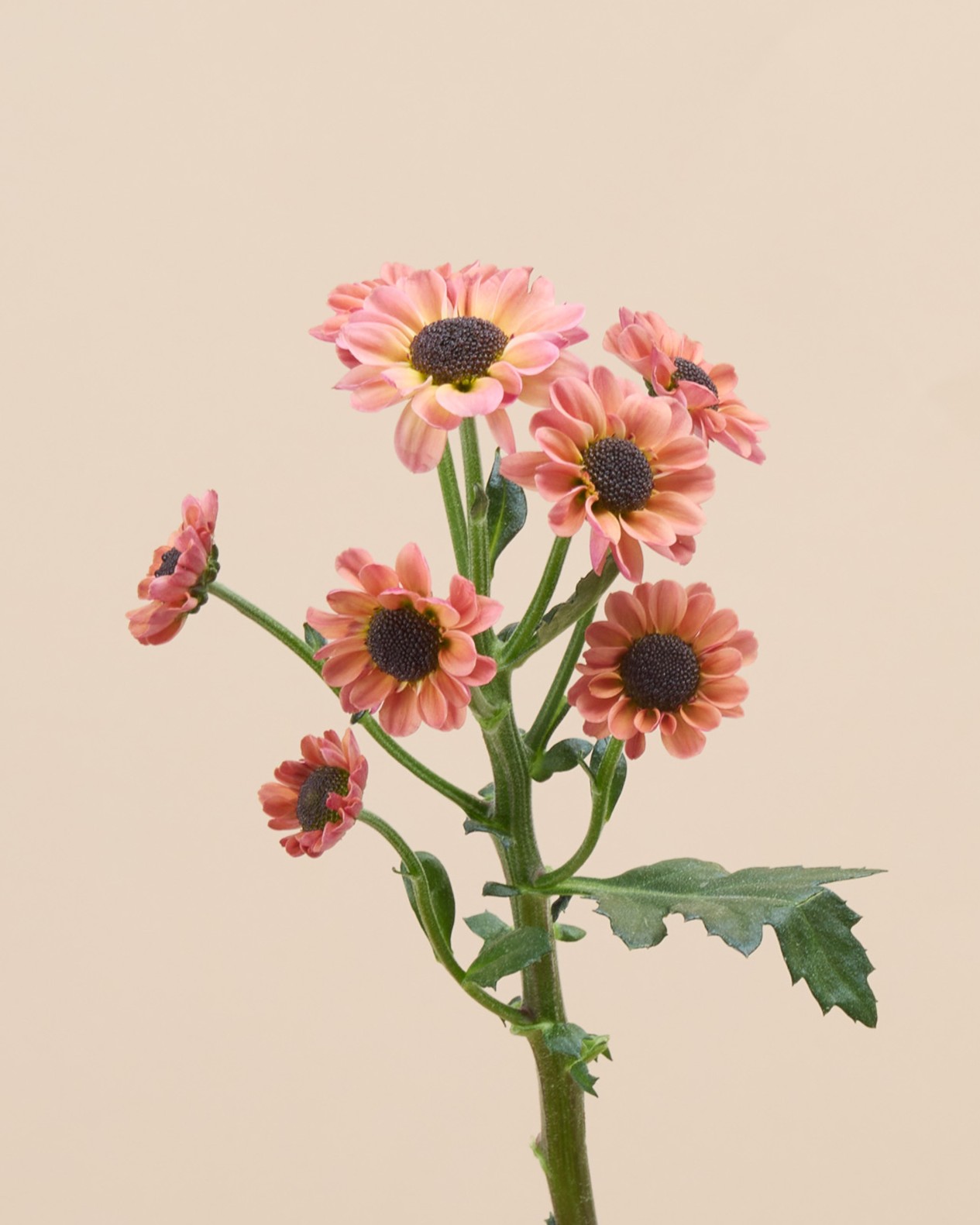Chrysantheme