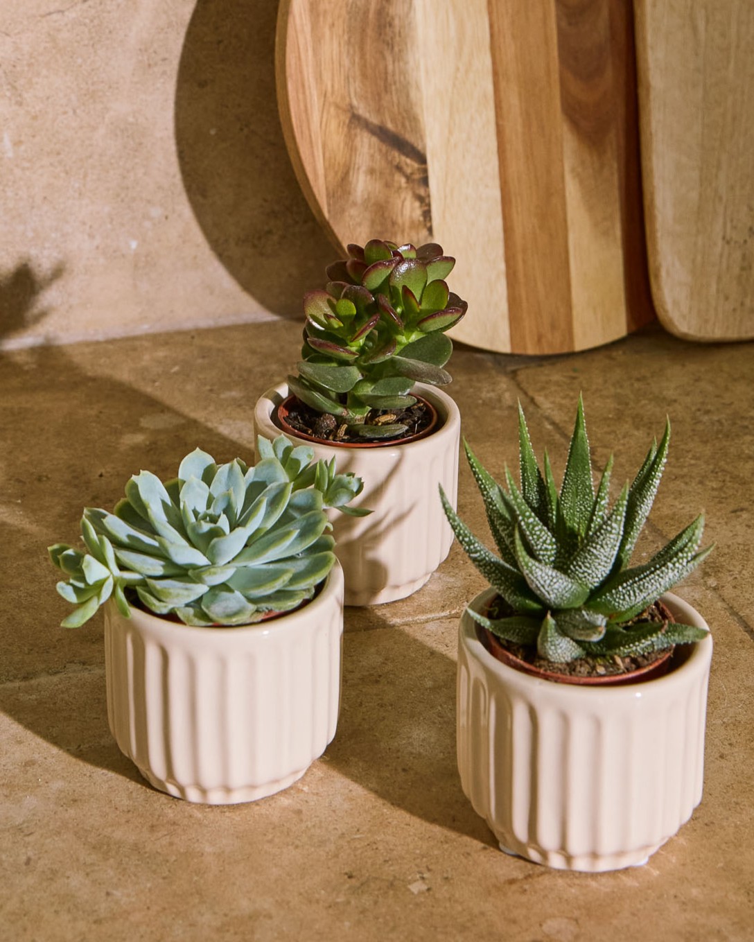 Trio de succulentes