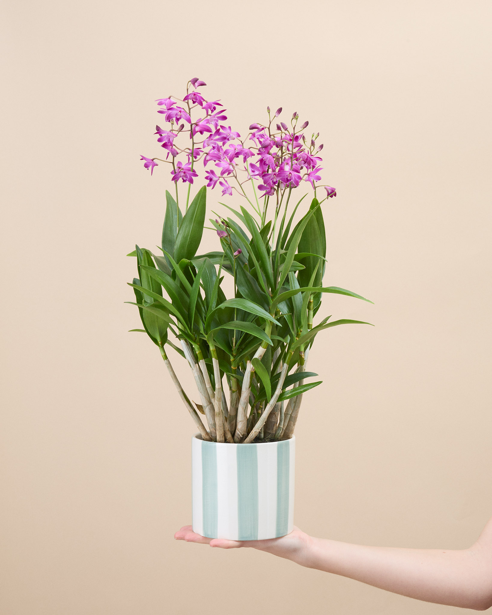 Orchidée Orphée
