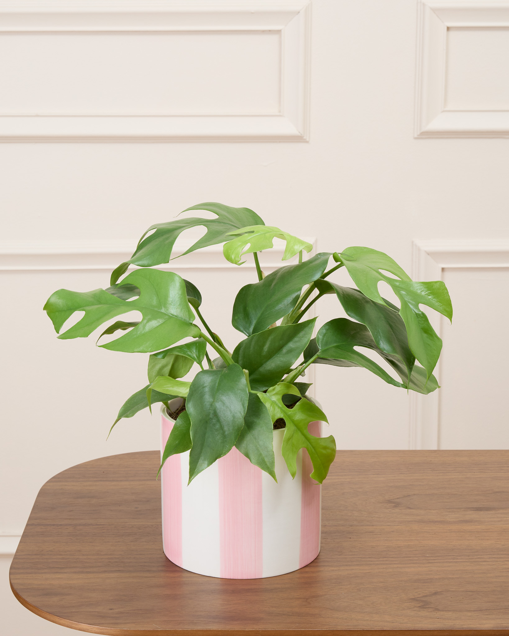 Donna et son cache-pot rayé rose - Monstera minima
