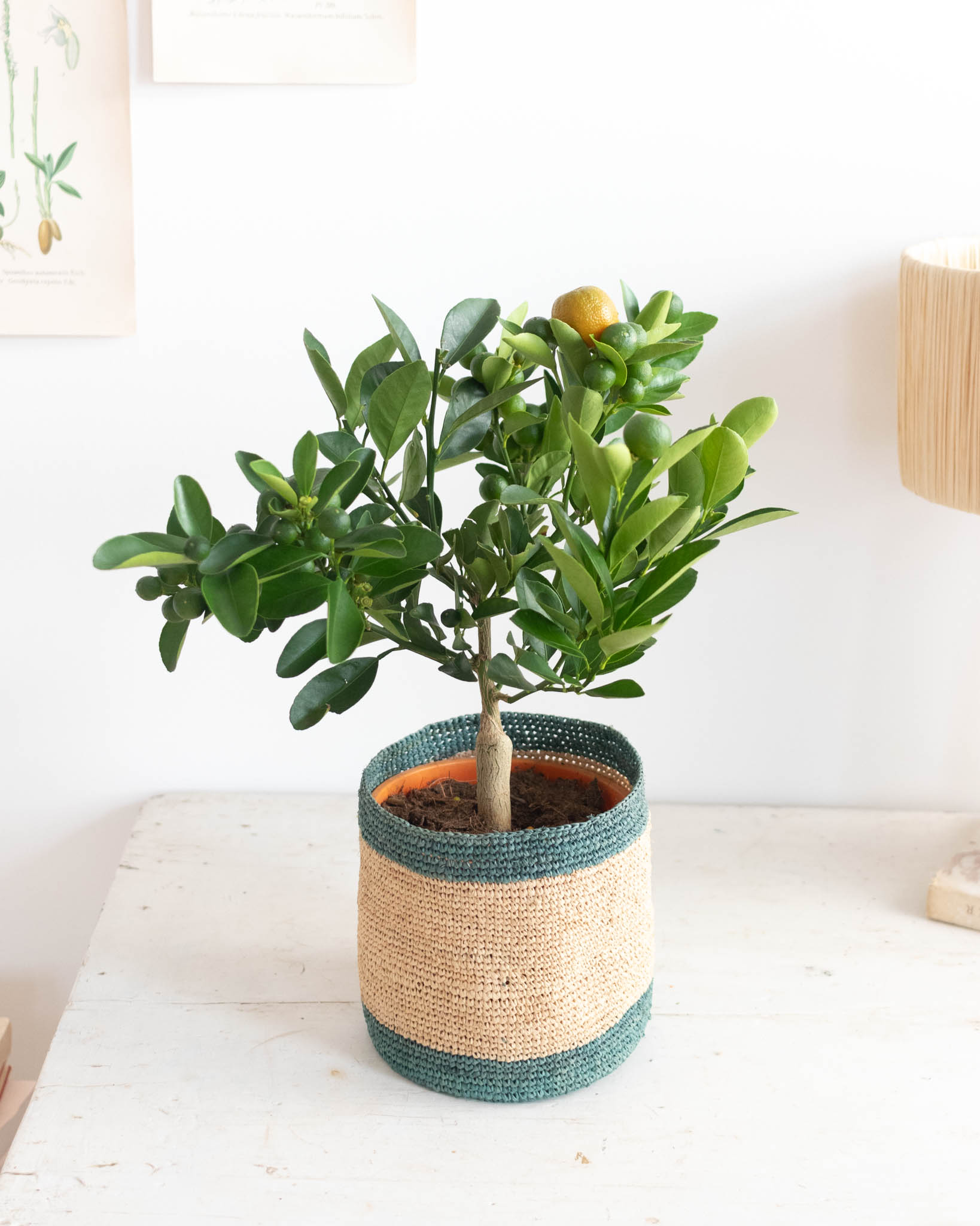 Calamondin Carlos (cache-pot non vendu) : selon la saison, la plante peut être livrée avec des fruits verts ou orange. De même, chaque plante est unique : sa forme, sa hauteur, le nombre de fleurs ou de fruits peuvent varier.