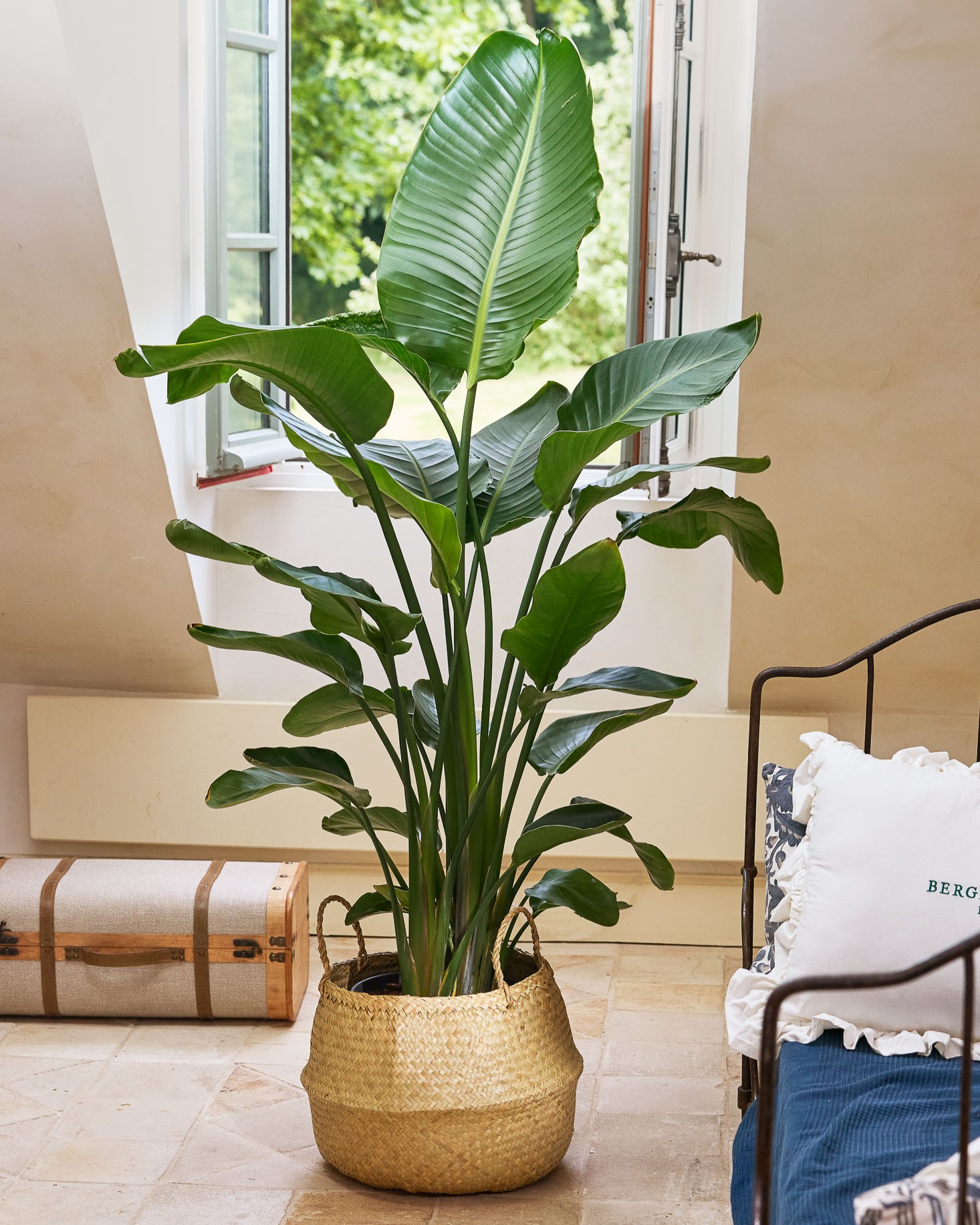 Strelitzia - Oiseau du Paradis