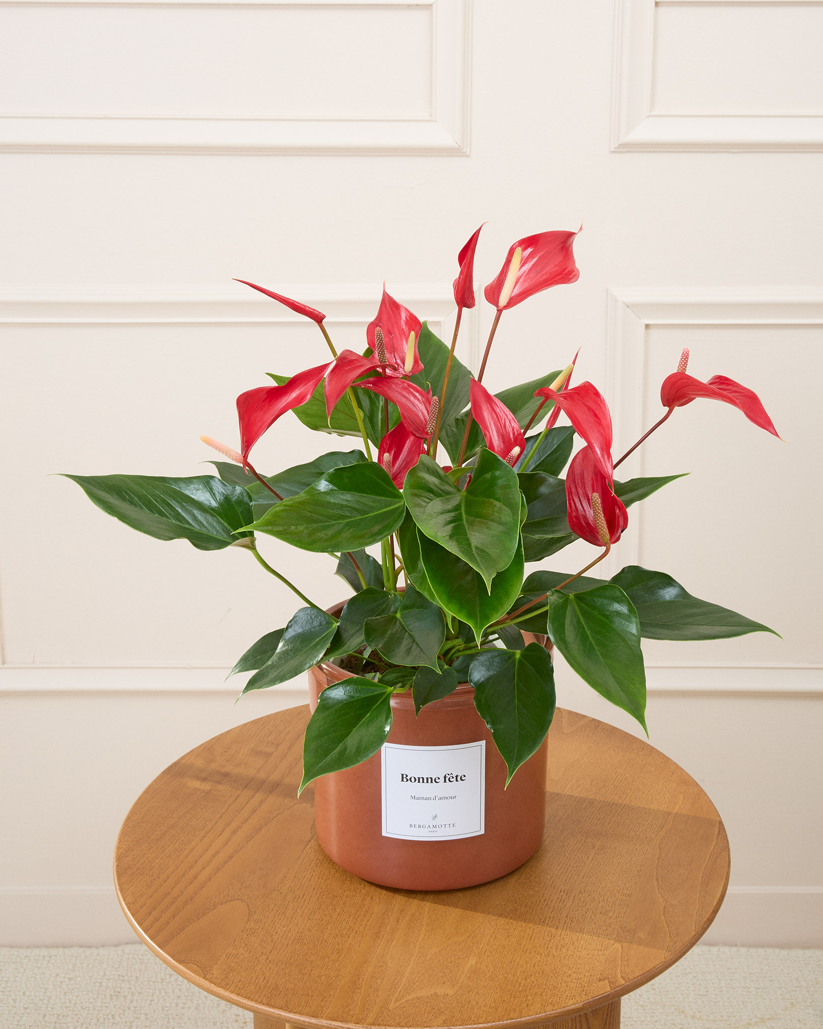 Anthurium Garance