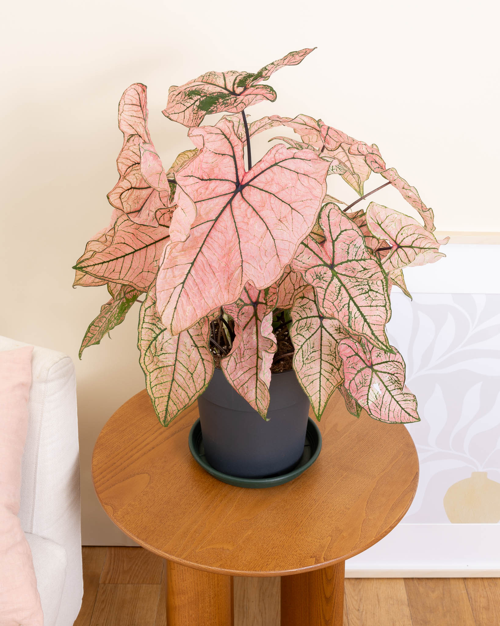 Caladium 