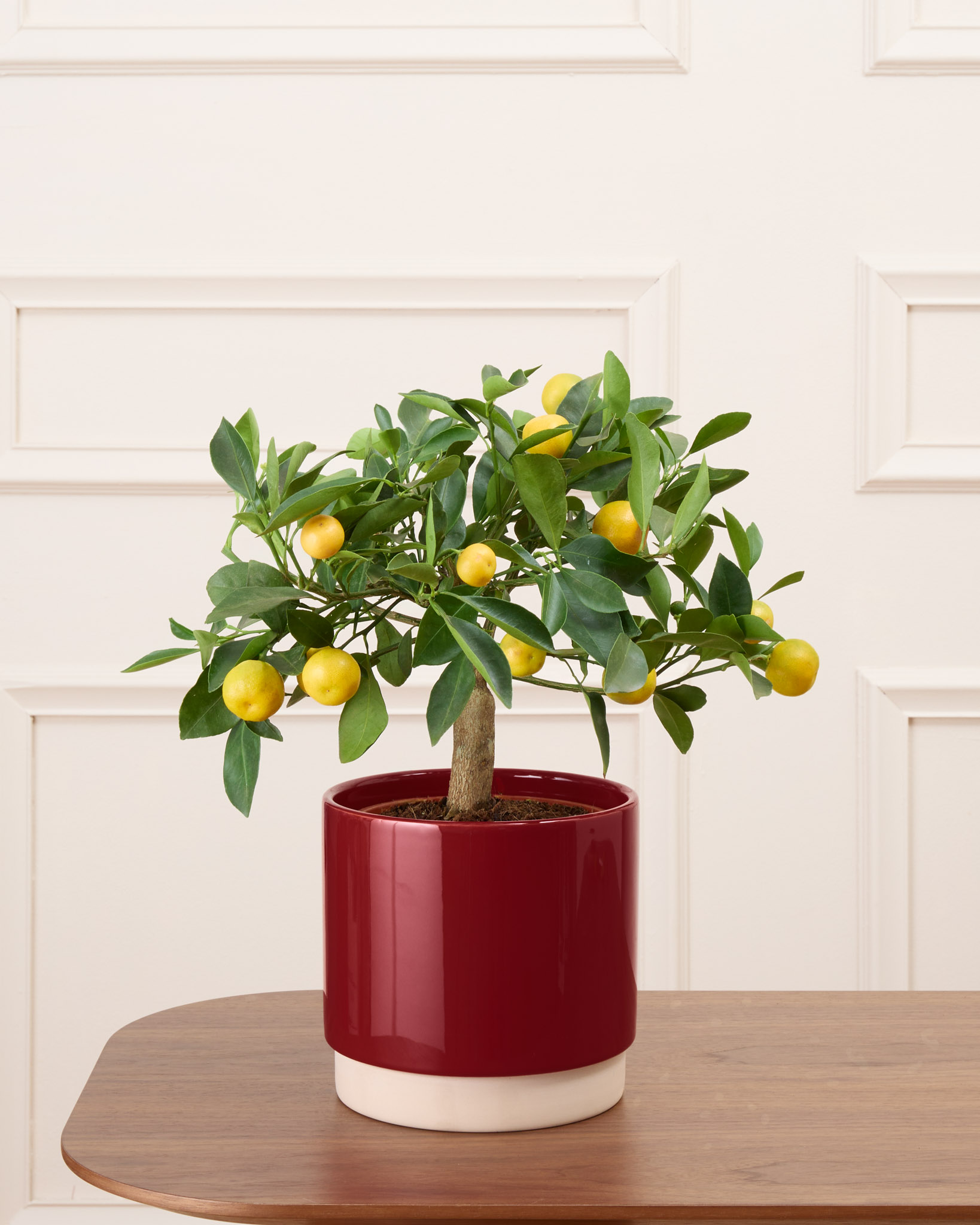 Carlos et son cache-pot - Calamondin