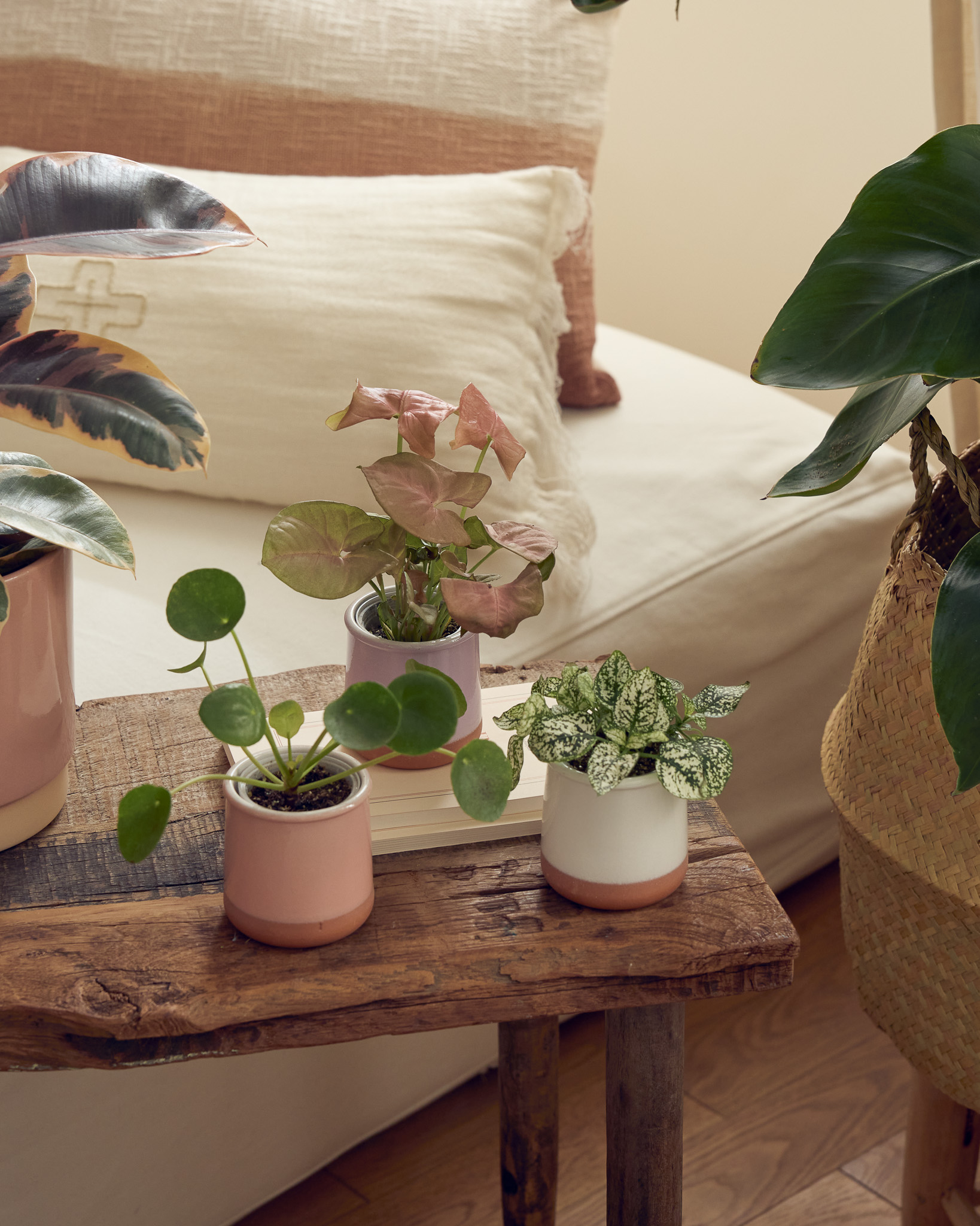 Trio Léo - Les plantes composant ce trio peuvent changer selon les arrivages, photo non contractuelle.