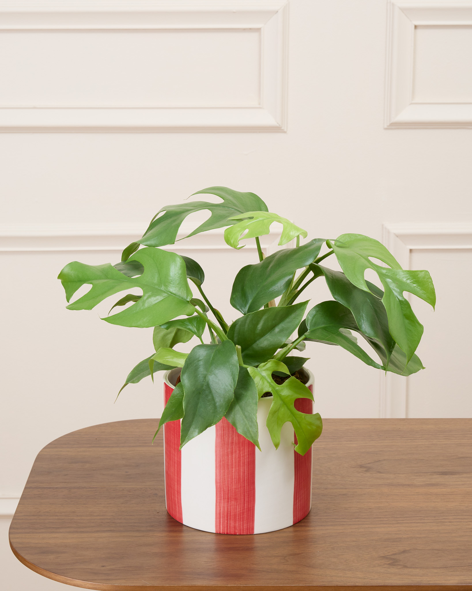 Donna et son cache-pot rayé rouge - Monstera minima