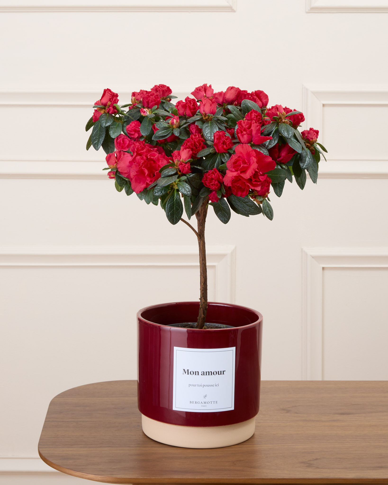 Désirée et son cache-pot bordeaux personnalisé - Azalée rouge sur tige