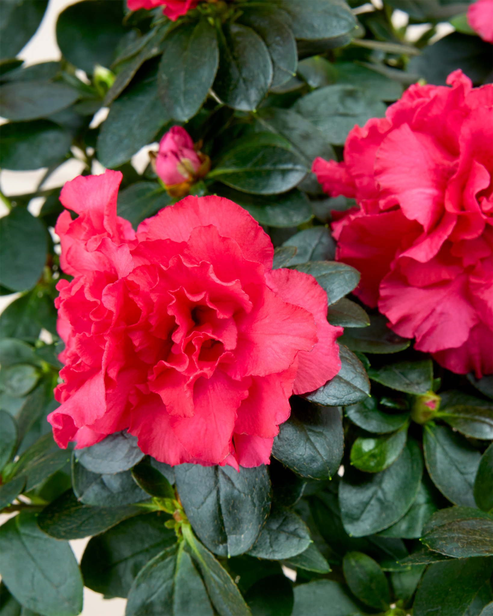 Zoom sur Désirée - Azalée rouge sur tige (la couleur des fleurs peut varier du rouge au rose foncé)