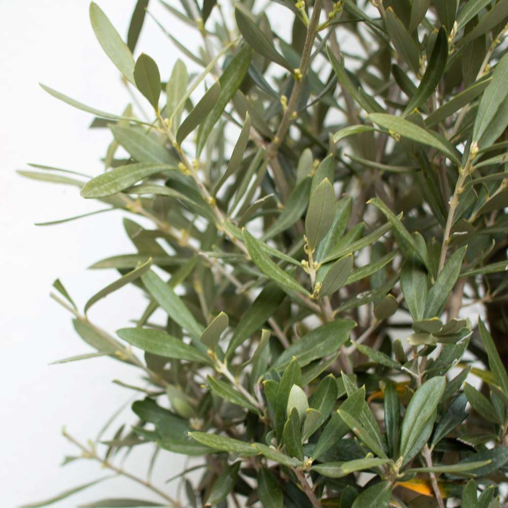 Comment entretenir un Olivier ?