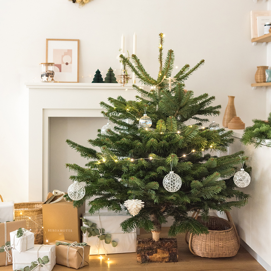 Comment entretenir son sapin de Noël naturel ? 5 astuces