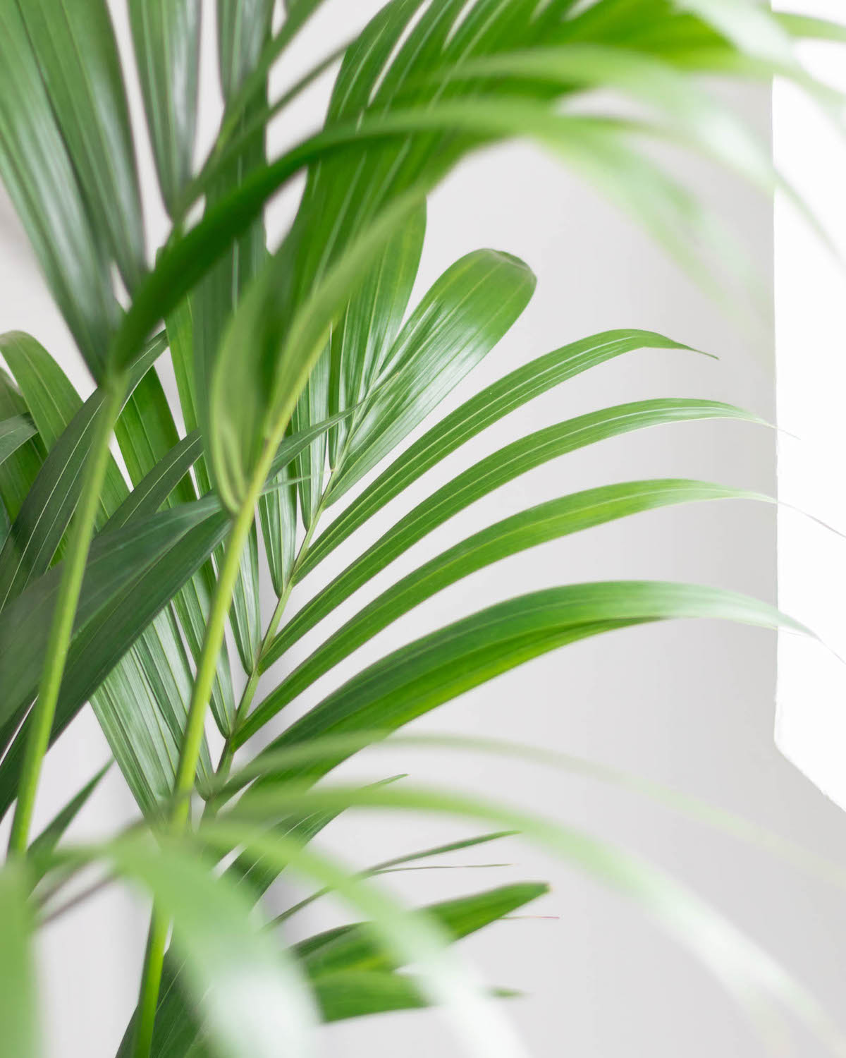 Zoom sur Marius - Kentia