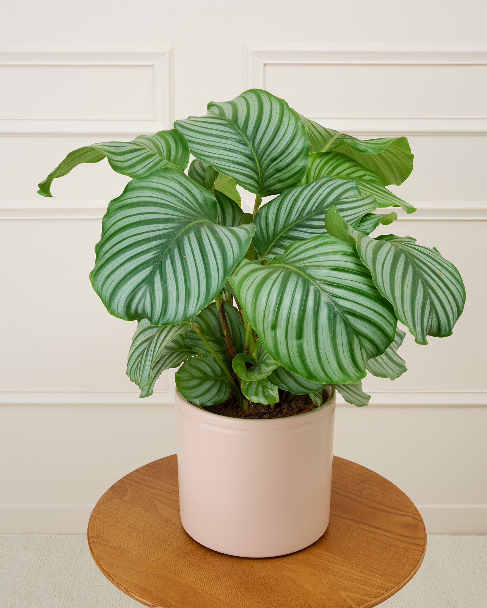 Théo et son cache-pot rose - Calathea orbifolia