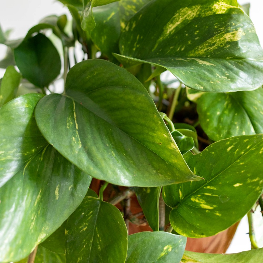 zoom feuille pothos
