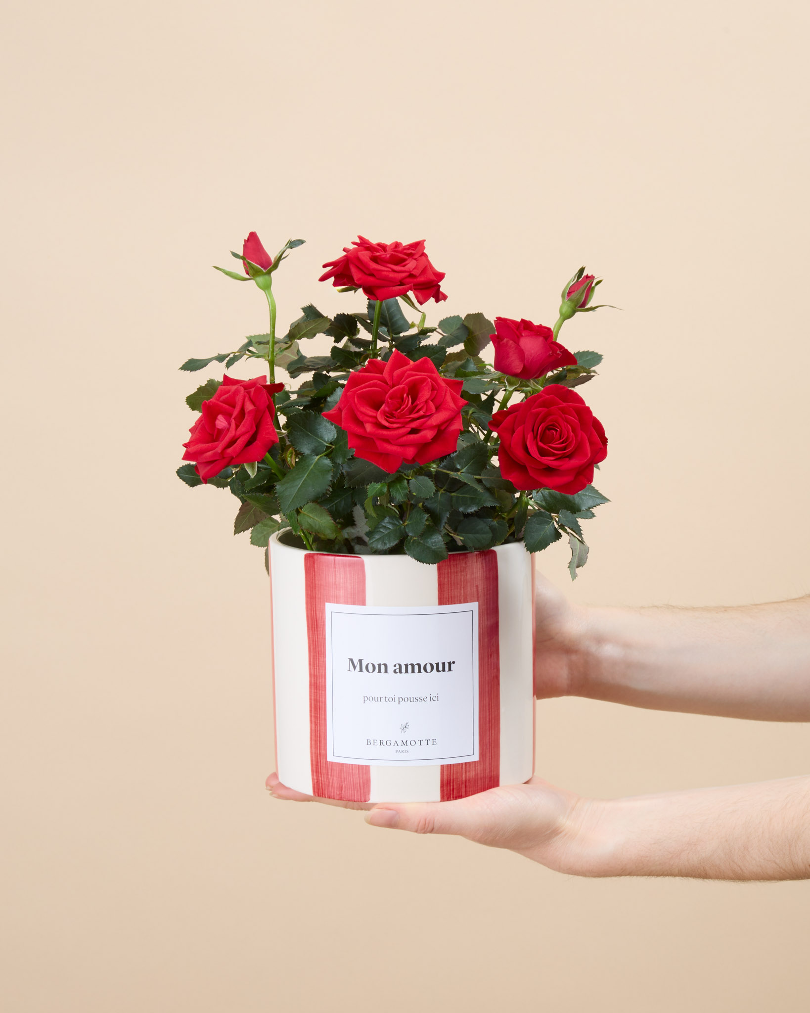 Daphné - Petit rosier rouge