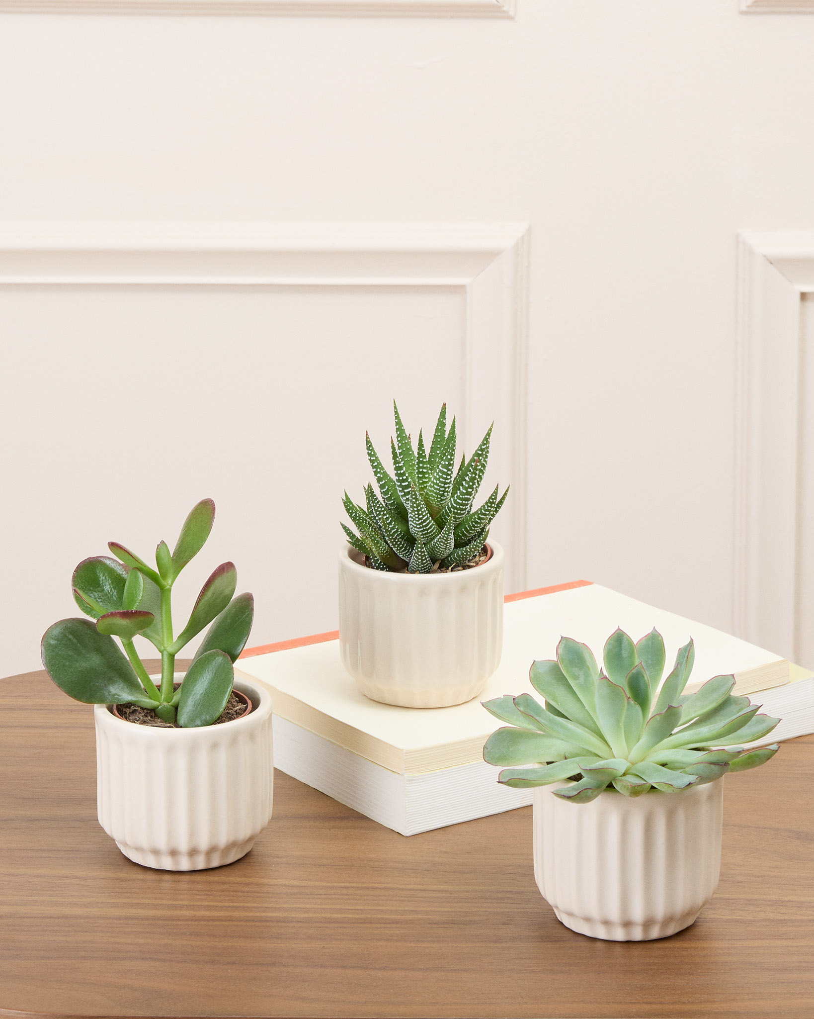 Trio Léo - 3 mini succulentes (Le mix varie selon les arrivages, photo non contractuelle)