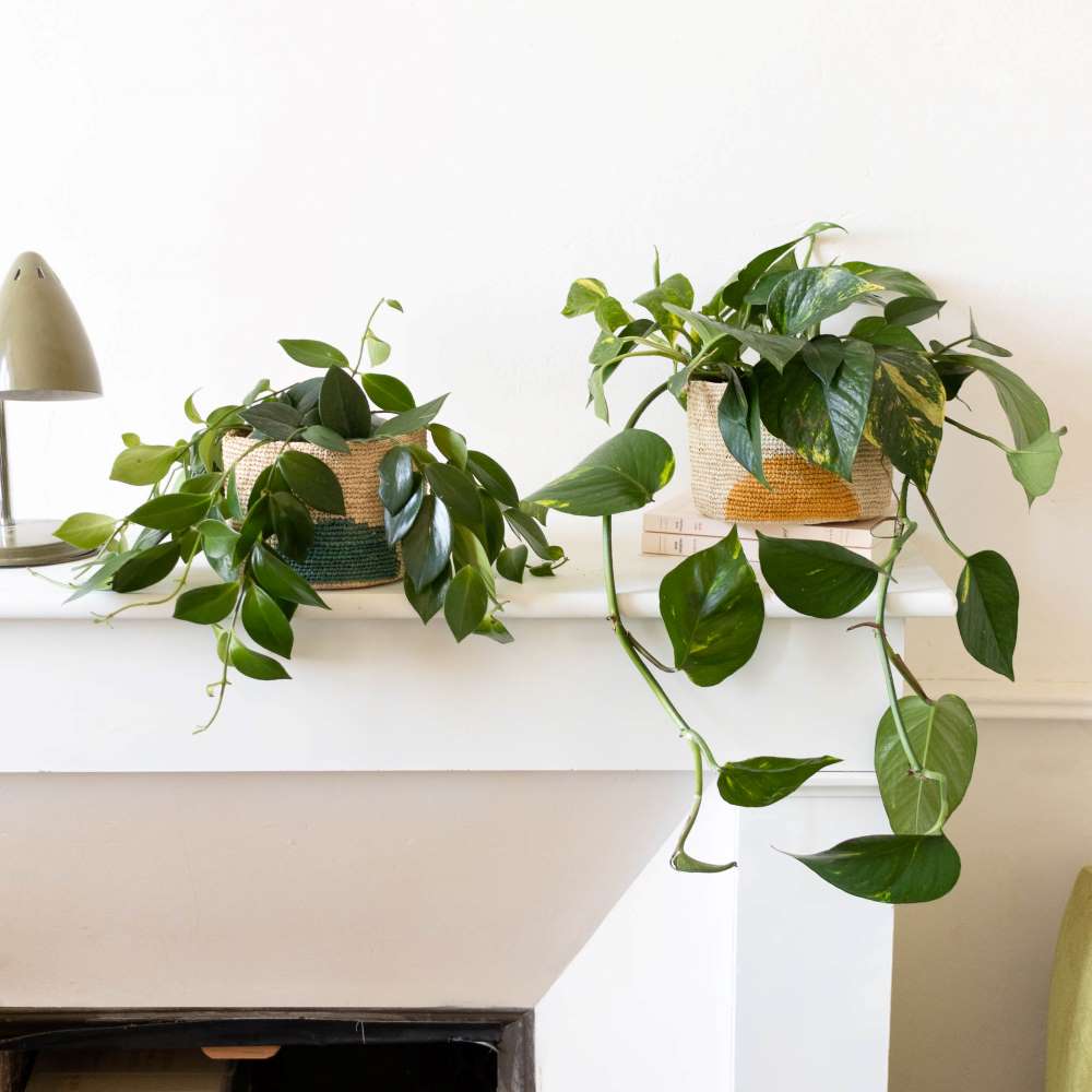 duo de plantes suspendues