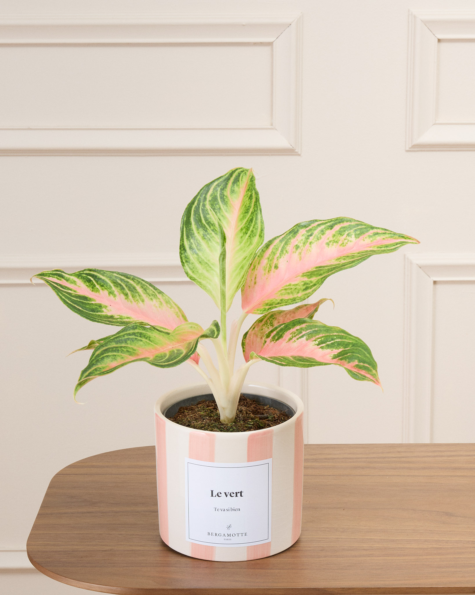 Aglaé et son cache-pot rayé rose personnalisé - Aglaonema