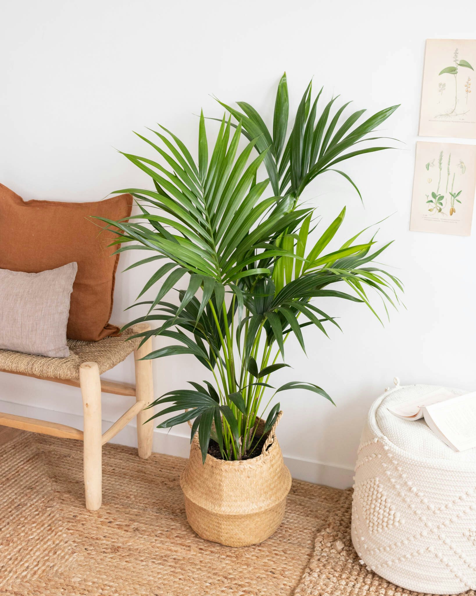 plante interieur palmier