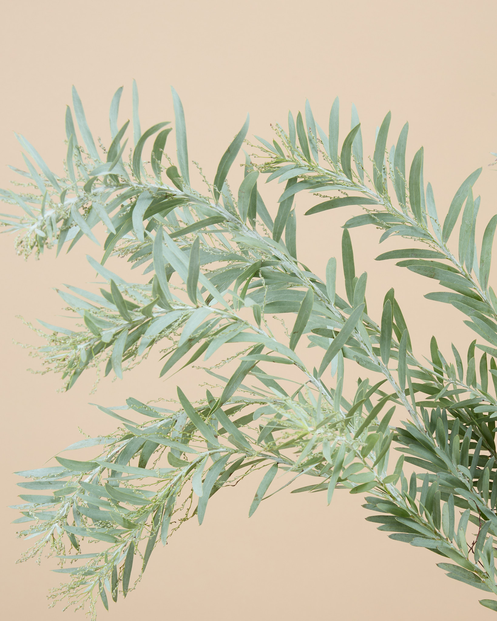 Acacia