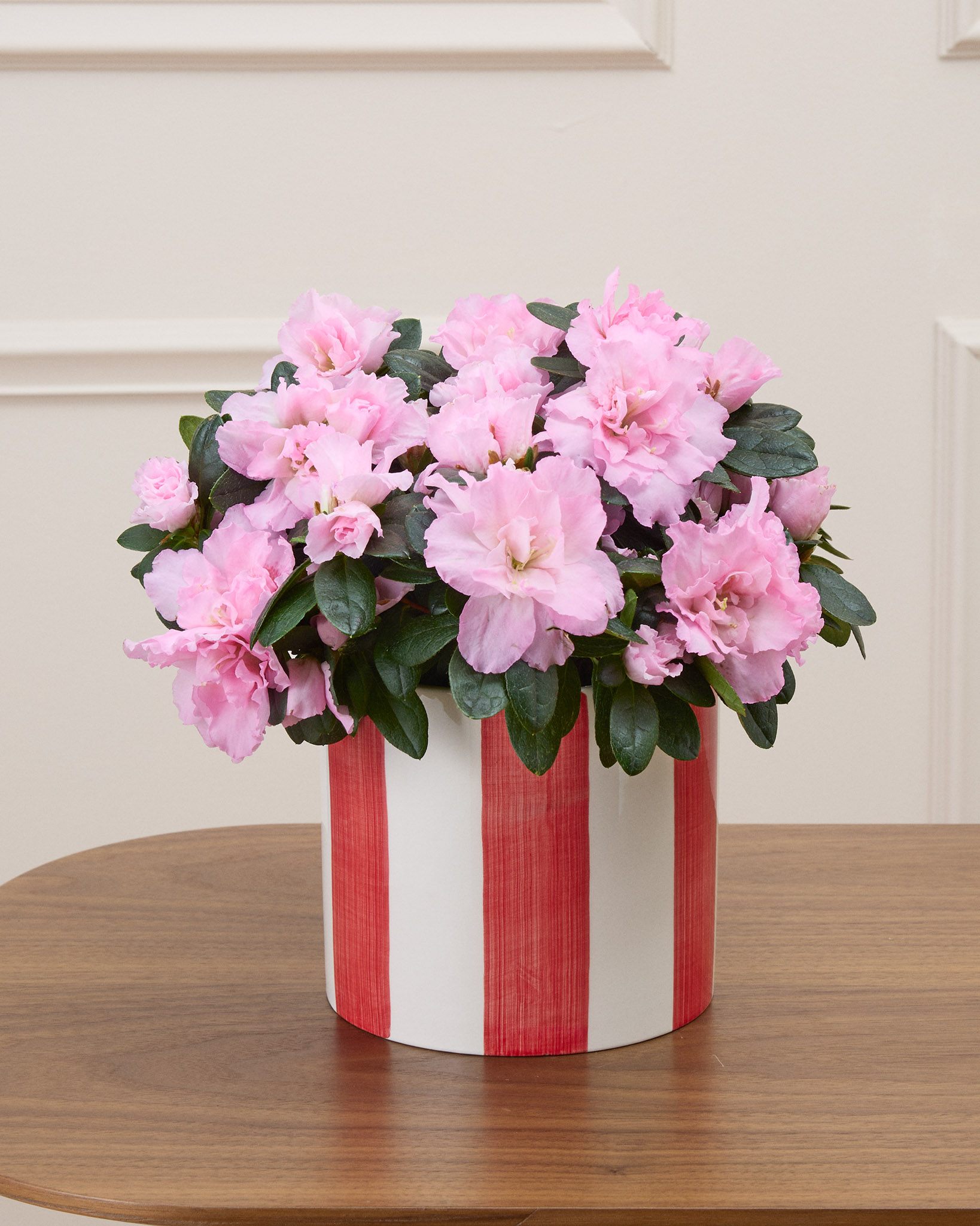 Alizée et son cache-pot rayé rouge - Azalée