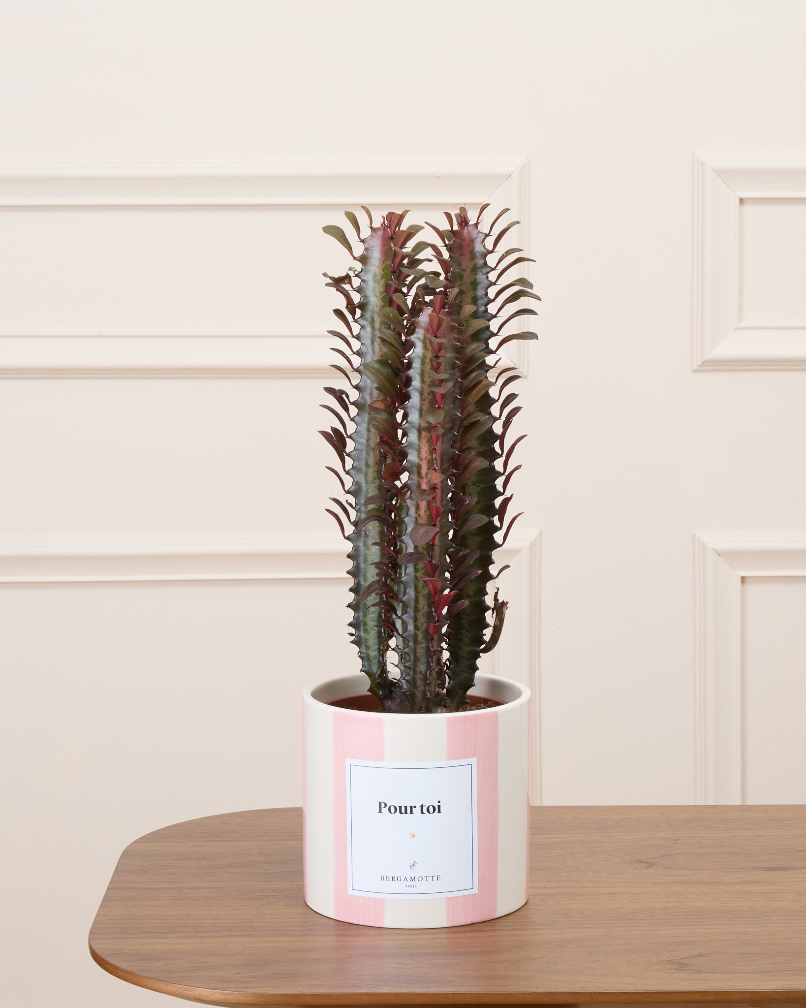 Gus et son cache-pot rayé rose personnalisé - Cactus rouge