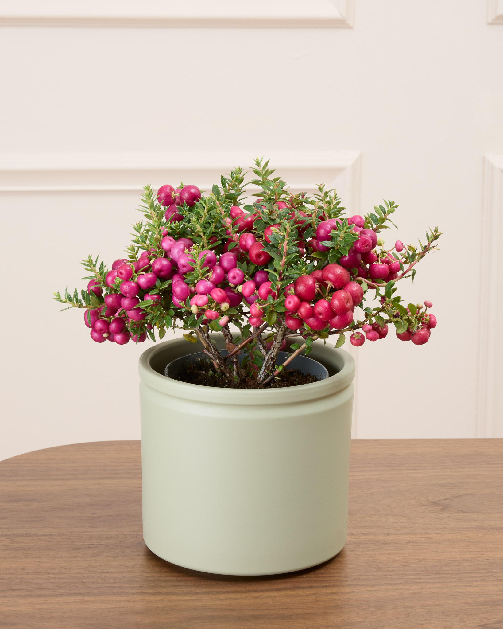 Marie et son cache-pot vert - Gaulthérie