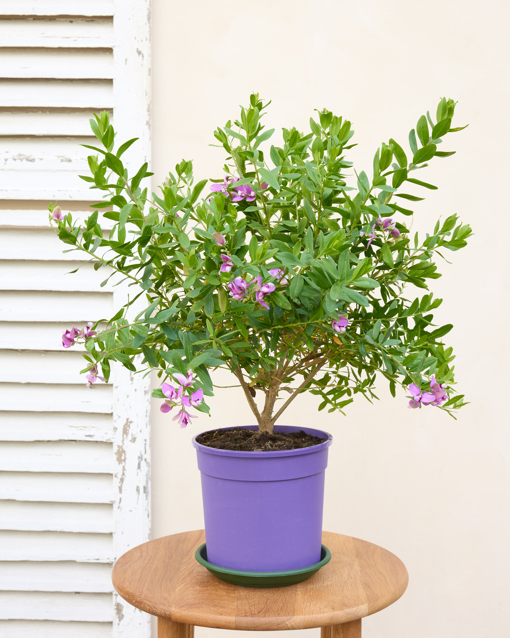 Paolina et sa soucoupe - Polygala