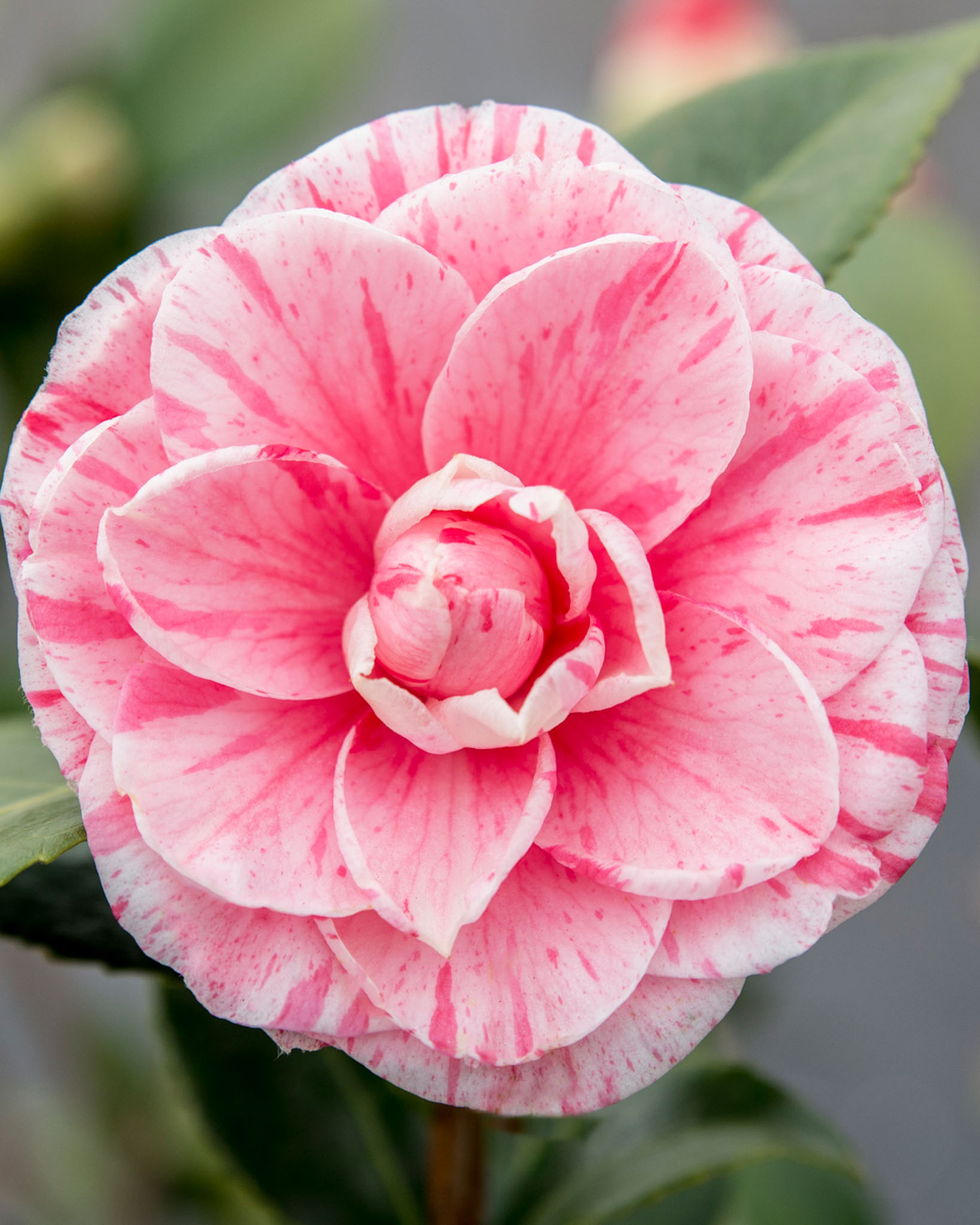 camelia