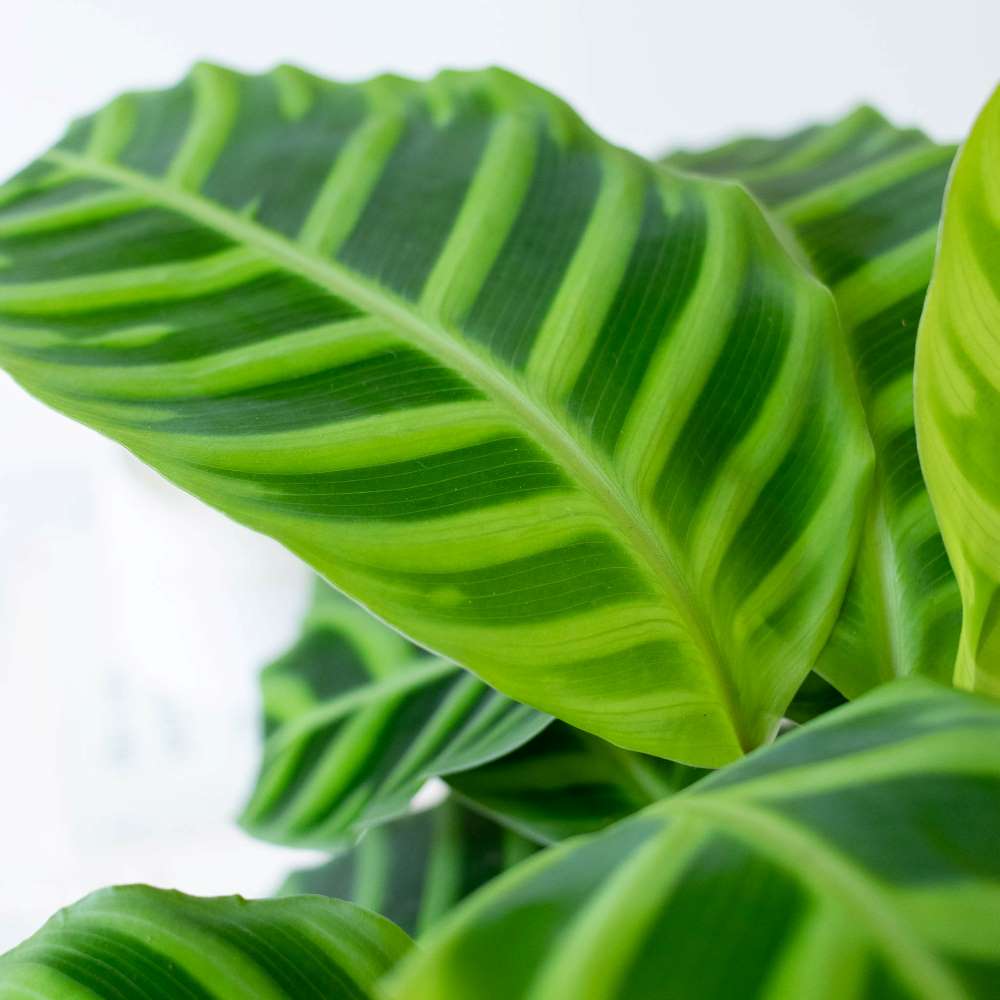 calathea-zebrina