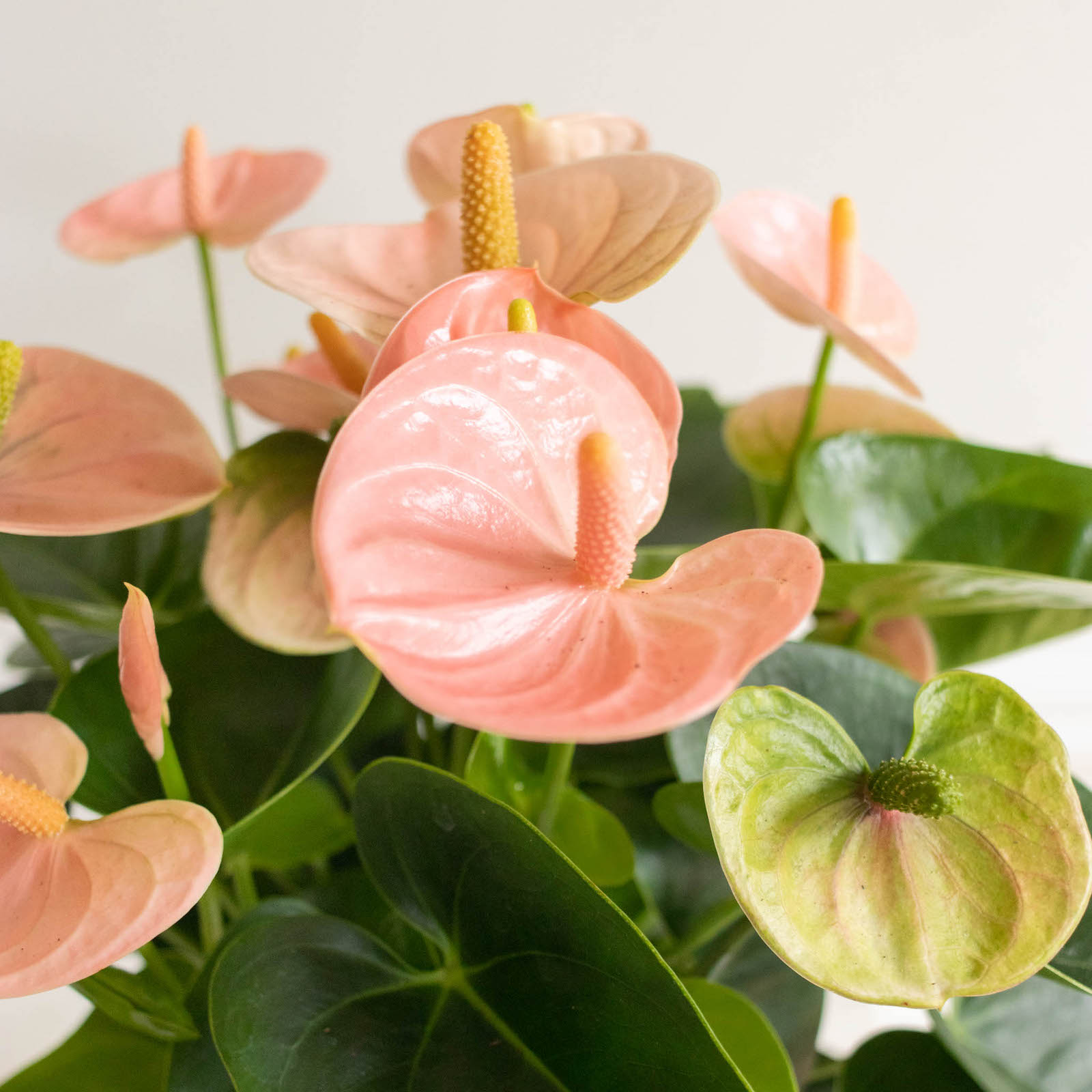 anthurium-plante