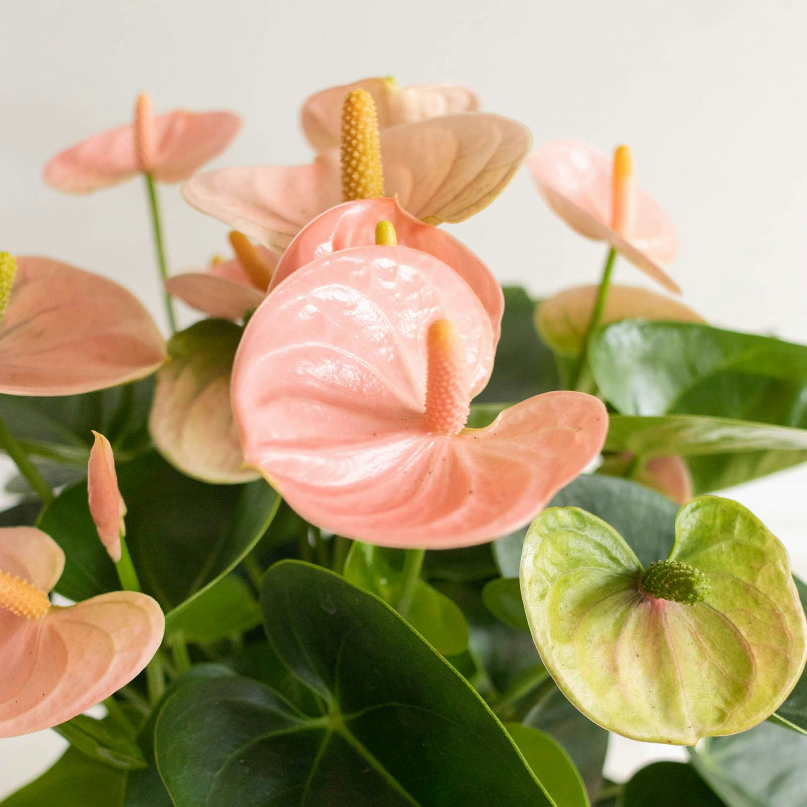 Les fleurs en pot : Variétés et caractéristiques - Interflora