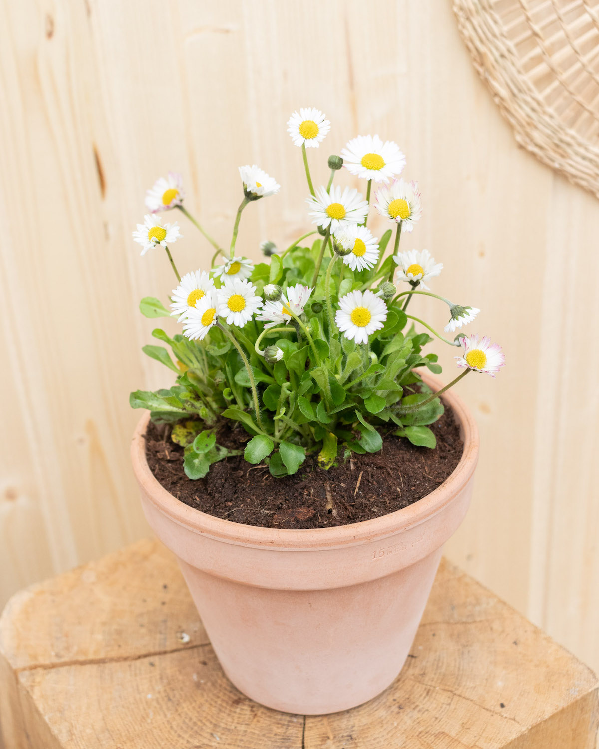 Pot en terre cuite (vendu sans plante)