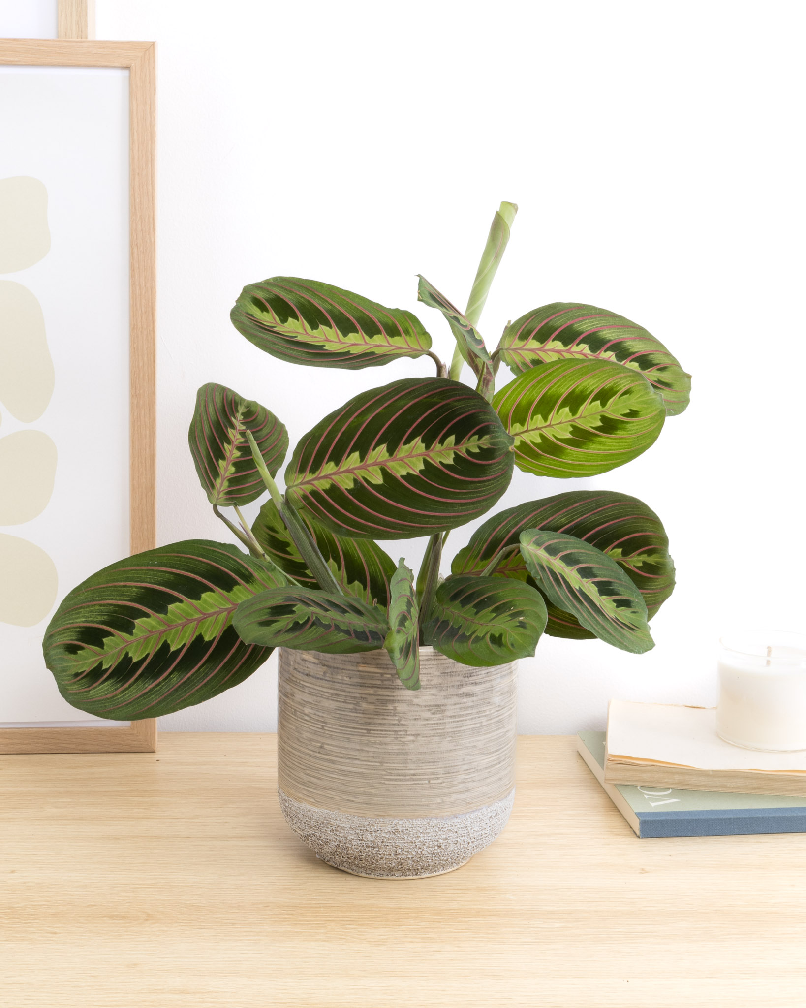 Maranta Fascinator
