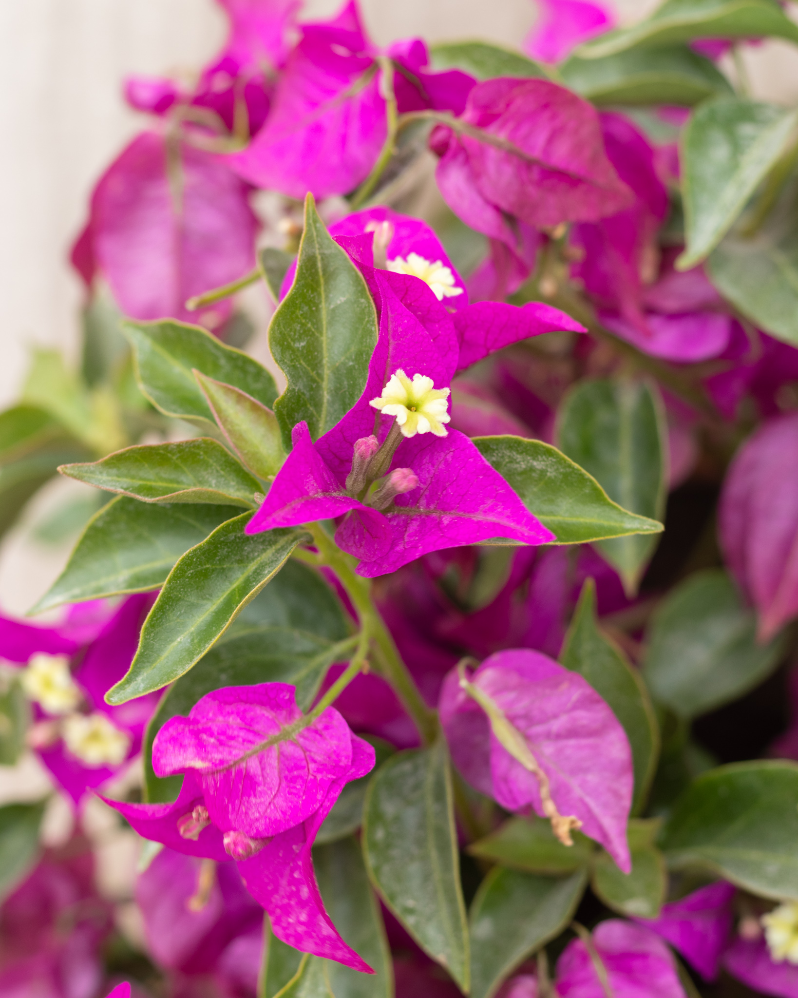 Zoom sur Nina - Bougainvillier