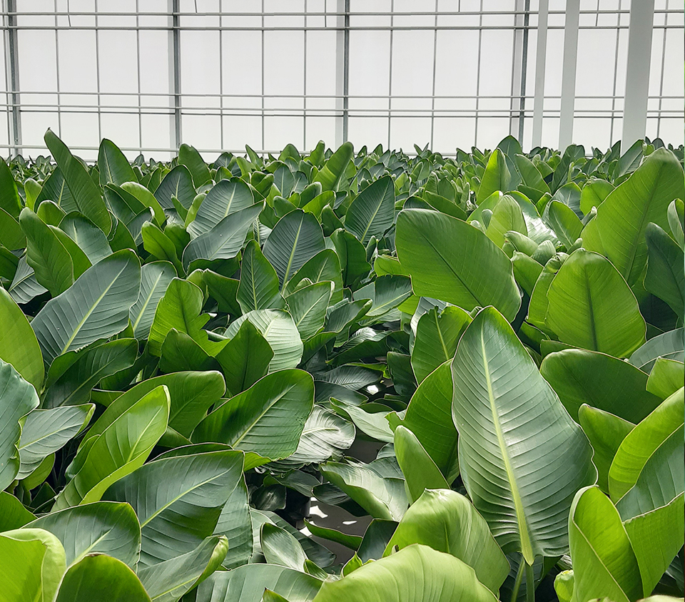 La pépinière où travaille Jan