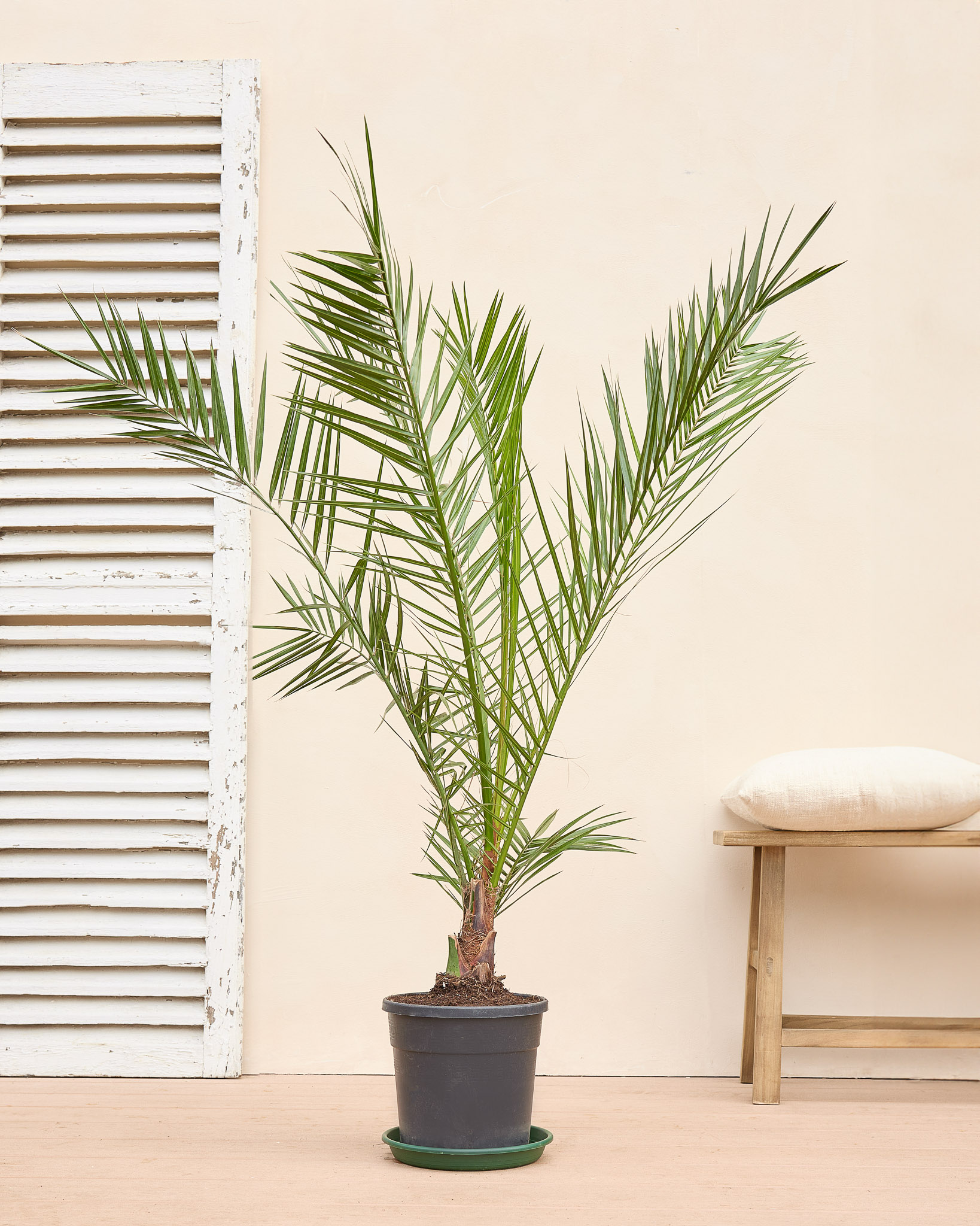 Marcos et sa soucoupe - Phoenix canariensis