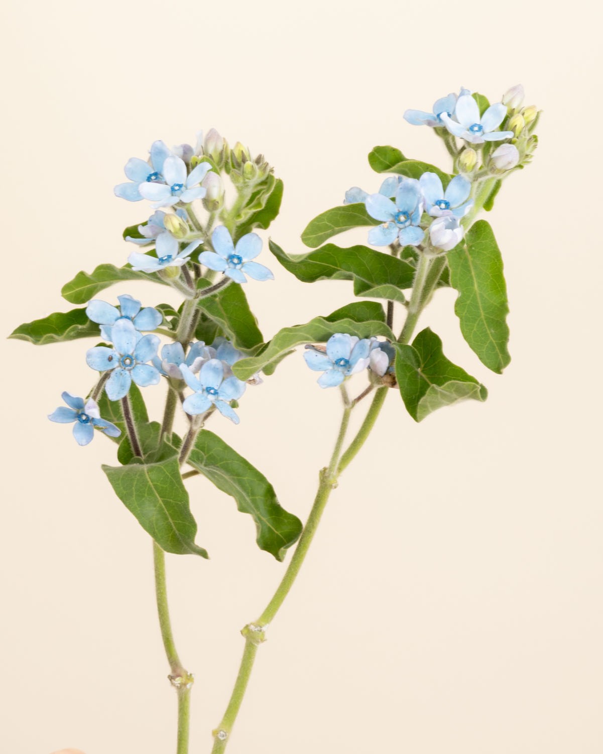 Oxypetalum